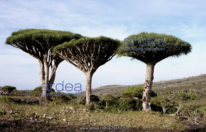 : DRAGON'S BLOOD TREES X3 : DRAGON'S BLOOD TREES X3