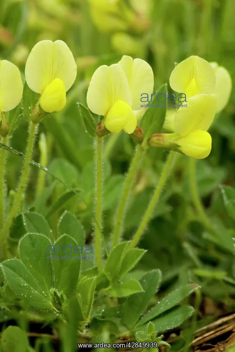 : Dragon's teeth - very rare in UK, on limestone : Dragon's teeth - very rare in UK, on limestone