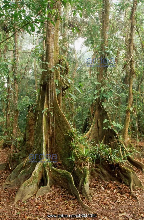  : Dragonsblood Tree