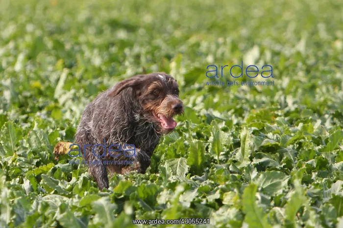 : Drahthaar running in a field of beets in France : Drahthaar running in a field of beets in France
