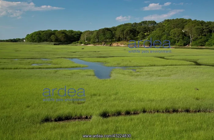 : Drainage pattern on saltmarsh : Drainage pattern on saltmarsh