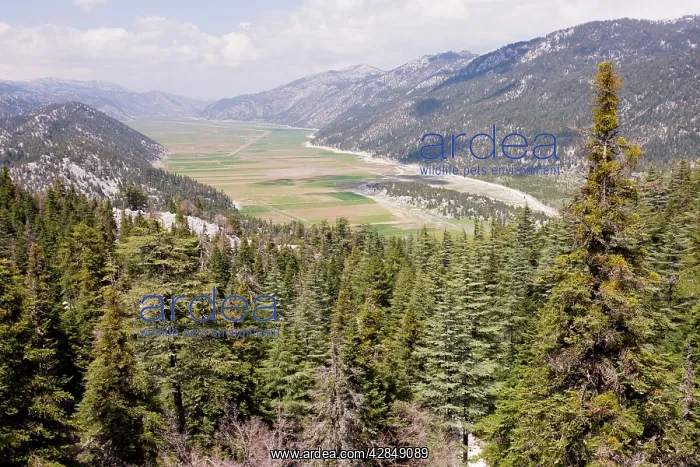 : Drained former lake, Lake Golovasi, surrounded : Drained former lake, Lake Golovasi, surrounded