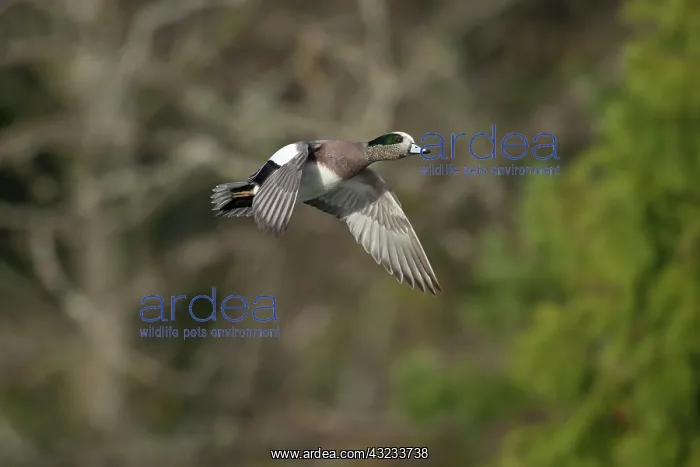 : A drake American Wigeon (Anas americana) : A drake American Wigeon (Anas americana)
