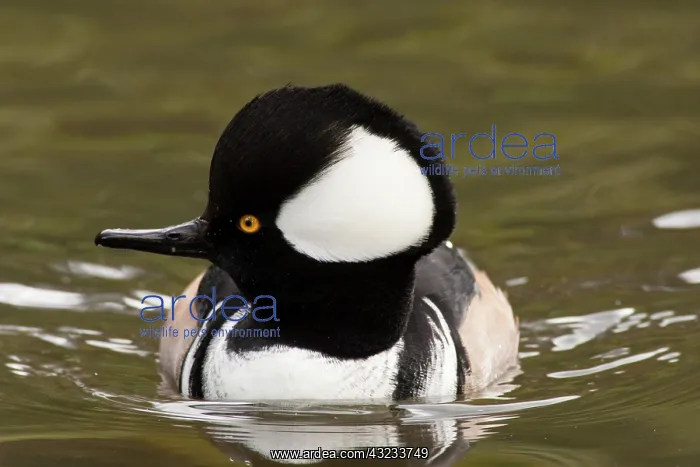 : A drake Hooded Merganser (Lophodytes cucullatus) : A drake Hooded Merganser (Lophodytes cucullatus)