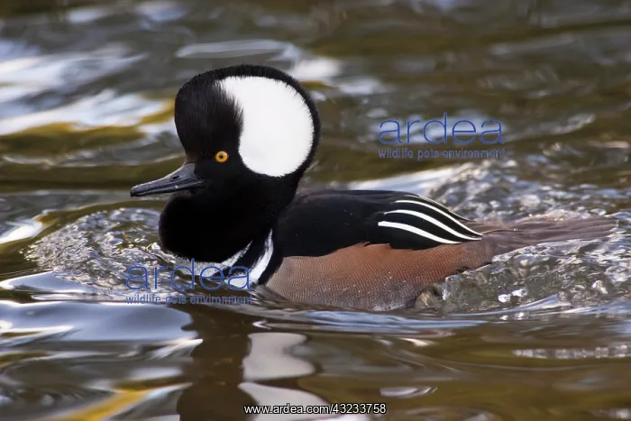 : A drake Hooded Merganser (Lophodytes cucullatus) : A drake Hooded Merganser (Lophodytes cucullatus)