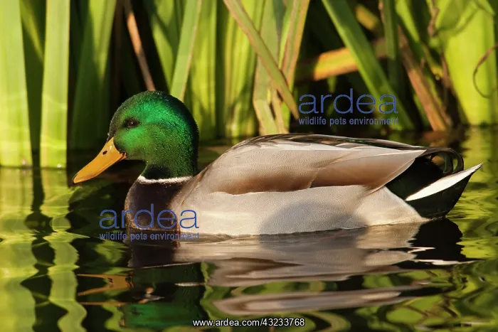: A drake Mallard (Anas plathyrhynchos) : A drake Mallard (Anas plathyrhynchos)