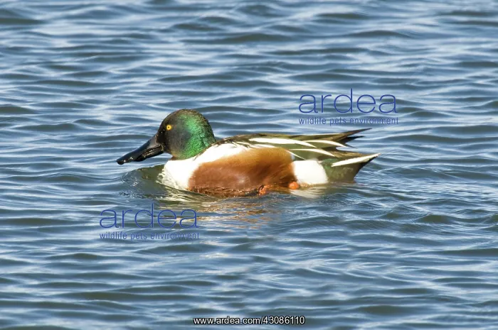 : Drake Northern Shoveler : Drake Northern Shoveler