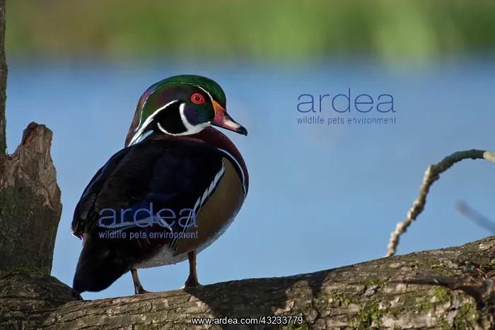 : A drake Wood Duck (Aix sponsa) : A drake Wood Duck (Aix sponsa)