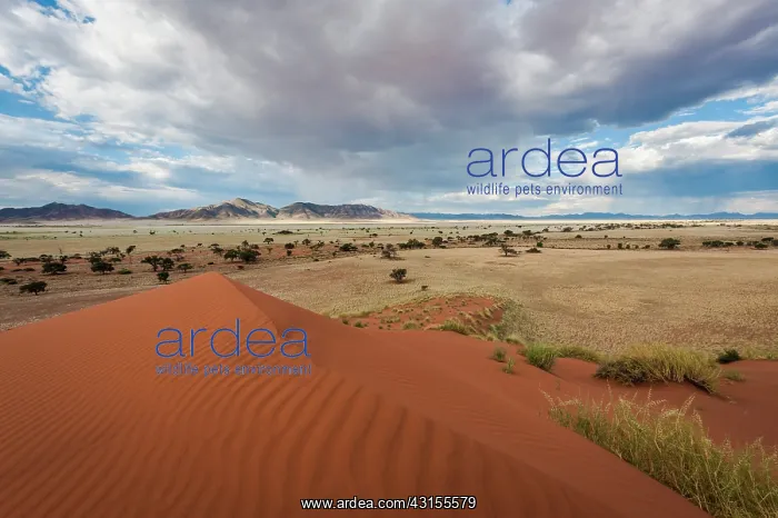 : Dramatic clouds over the Namib Rand in the afternoon : Dramatic clouds over the Namib Rand in the afternoon