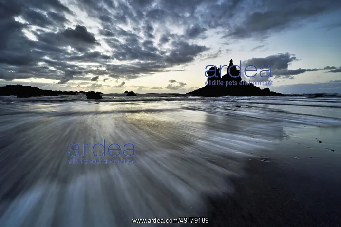 : Dramatic clouds with rock formation at rising tide at the beach of Playa de Benijo : Dramatic clouds with rock formation at rising tide at the beach of Playa de Benijo