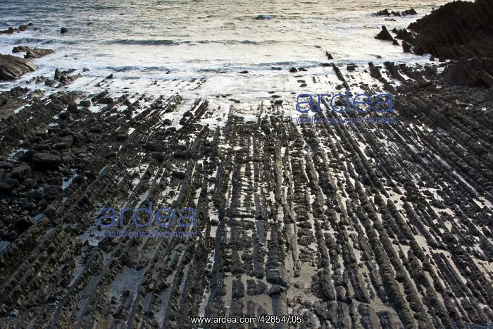 : The dramatic heavily-folded sandstone and mudstone : The dramatic heavily-folded sandstone and mudstone