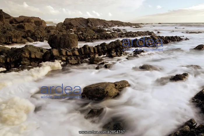: The dramatic heavily-folded sandstone and mudstone : The dramatic heavily-folded sandstone and mudstone