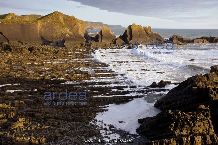 : The dramatic heavily-folded sandstone and mudstone rocks : The dramatic heavily-folded sandstone and mudstone rocks