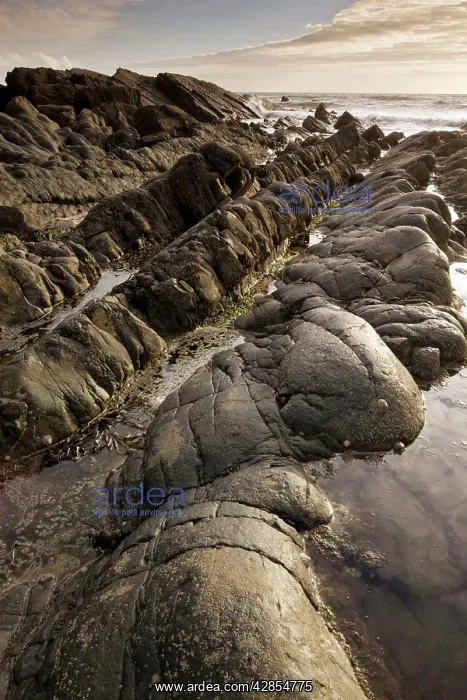 : The dramatic heavily-folded sandstone and mudstone rocks : The dramatic heavily-folded sandstone and mudstone rocks