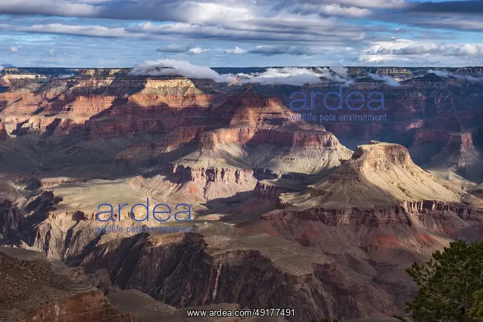 : Dramatic play of light in the Grand Canyon under a cloudy sky : Dramatic play of light in the Grand Canyon under a cloudy sky