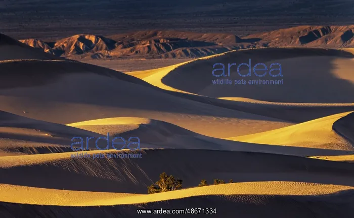 : Dramatic sunset light on the Mesquite Sand Dunes in Death : Dramatic sunset light on the Mesquite Sand Dunes in Death