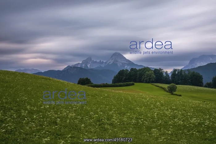  : Dramatic weather over the Alps in Berchtesgadener Land with a view of the Watzmann