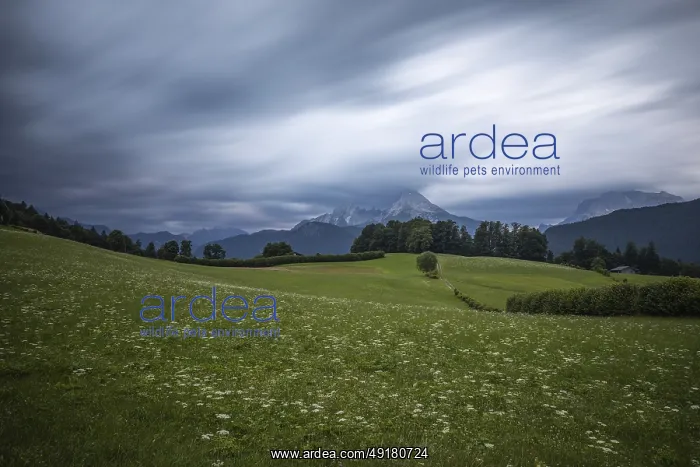 : Dramatic weather over the Alps in Berchtesgadener Land with a view of the Watzmann : Dramatic weather over the Alps in Berchtesgadener Land with a view of the Watzmann