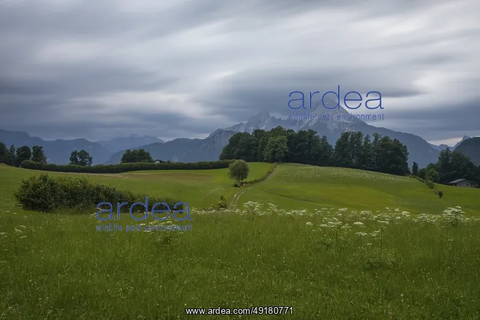  : Dramatic weather over the Alps in Berchtesgadener Land with a view of the Watzmann