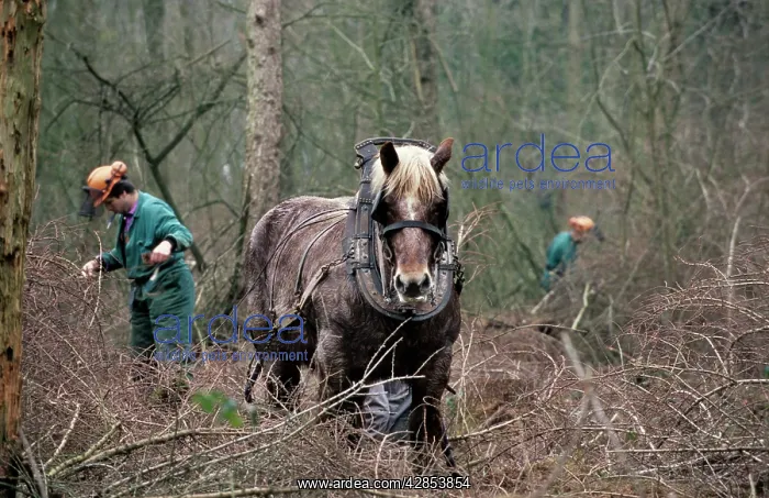  : Draught Horse - with man working in woods