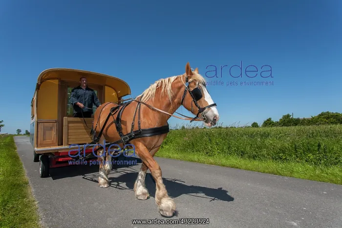: Draught horse pulling a travel trailer - France : Draught horse pulling a travel trailer - France