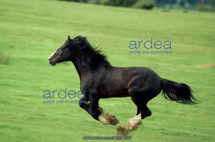  : Draught  /  Shire Horse - stallion