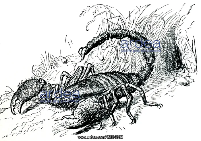: Drawing - Scorpion in defensive posture with sting : Drawing - Scorpion in defensive posture with sting