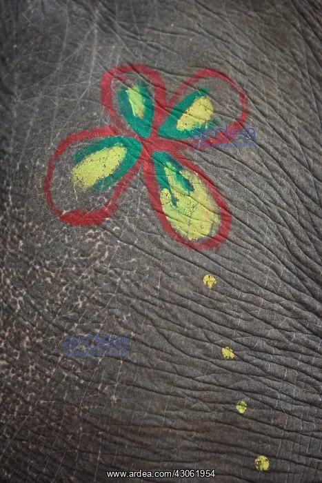 : Drawing on the skin of an elephant Royal Chitwan NP Nepal : Drawing on the skin of an elephant Royal Chitwan NP Nepal