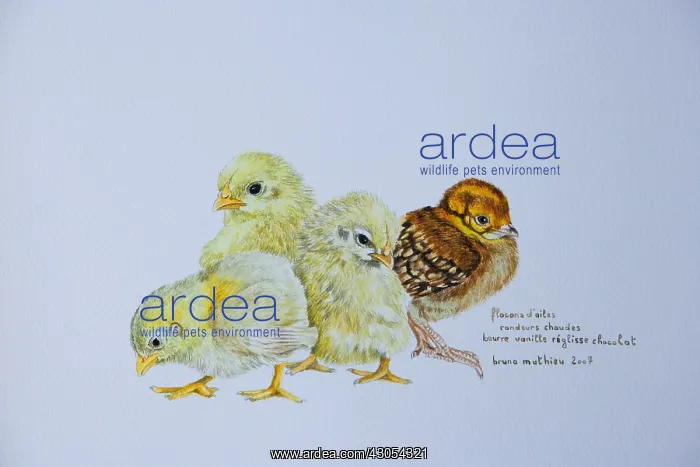 : Drawing of four young Chicks France : Drawing of four young Chicks France