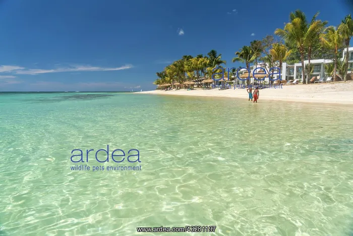 : Dream beach with palm trees at the bay of Turtle : Dream beach with palm trees at the bay of Turtle