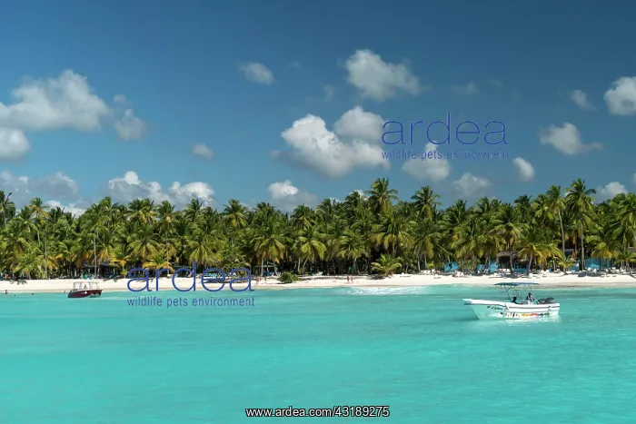  : Dream beach, sandy beach with palm trees and turquoise
