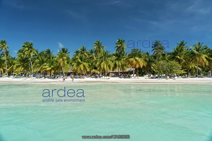 : Dream beach, sandy beach with palm trees and turquoise : Dream beach, sandy beach with palm trees and turquoise