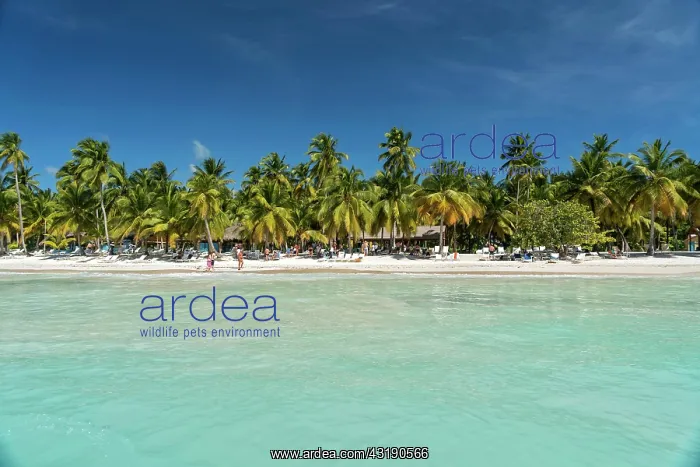 : Dream beach, sandy beach with palm trees and turquoise : Dream beach, sandy beach with palm trees and turquoise