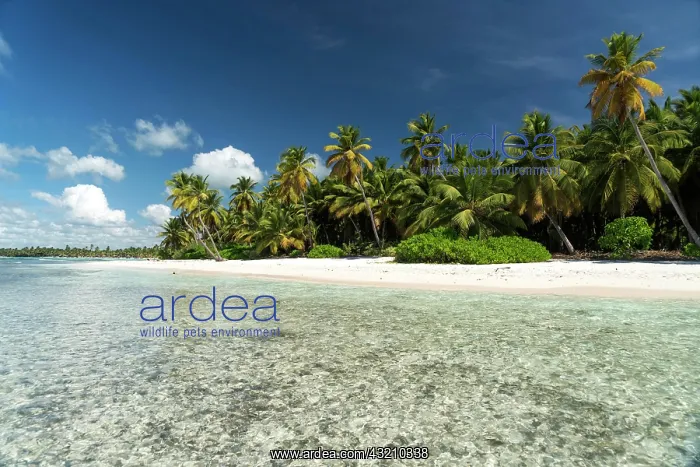  : Dream beach, sandy beach with palm trees and turquoise