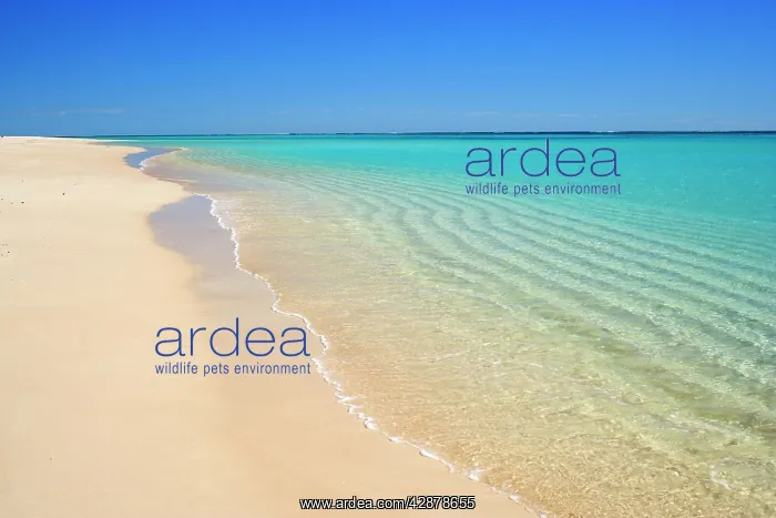 : Dream Beach - white sandy beach, clear turquoise : Dream Beach - white sandy beach, clear turquoise