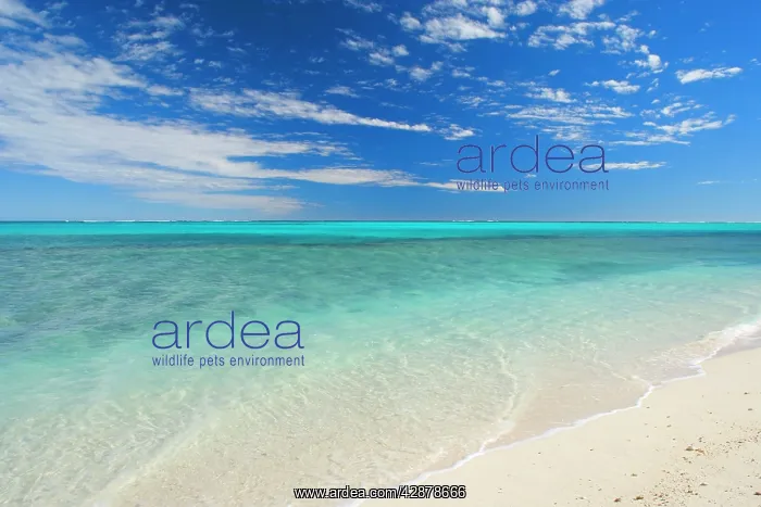 : Dream Beach - white sandy beach, clear turquoise : Dream Beach - white sandy beach, clear turquoise