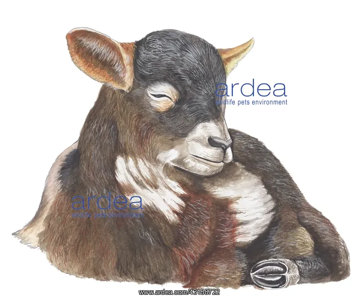 : Drenthe Heath sheep : Drenthe Heath sheep