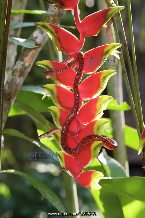  : Drepanoides anomalus - on heliconia sp