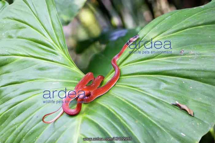 : Drepanoides anomalus - on heliconia sp