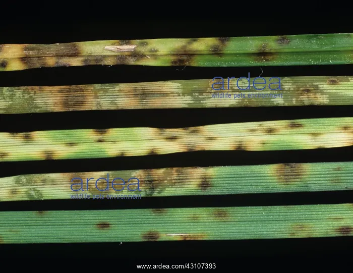 : Dreschlera leaf spot : Dreschlera leaf spot