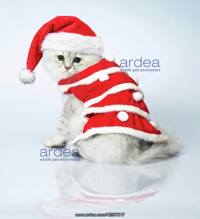 : Dressed cat, Christmas : Dressed cat, Christmas