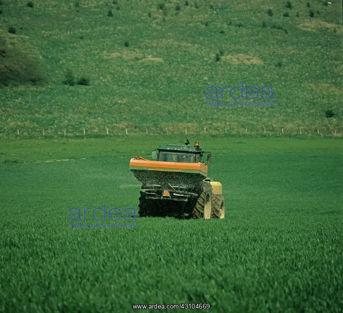 : Top dressing fertilizing Wheat : Top dressing fertilizing Wheat