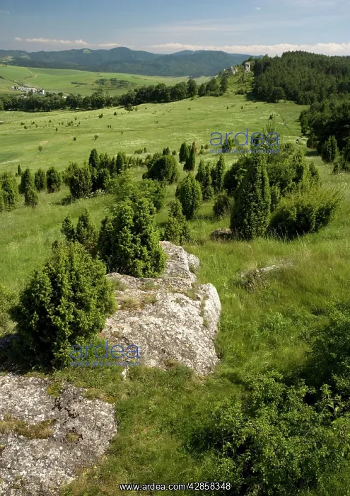 : Drevenik Nature Reserve, on a Travertine ridge : Drevenik Nature Reserve, on a Travertine ridge