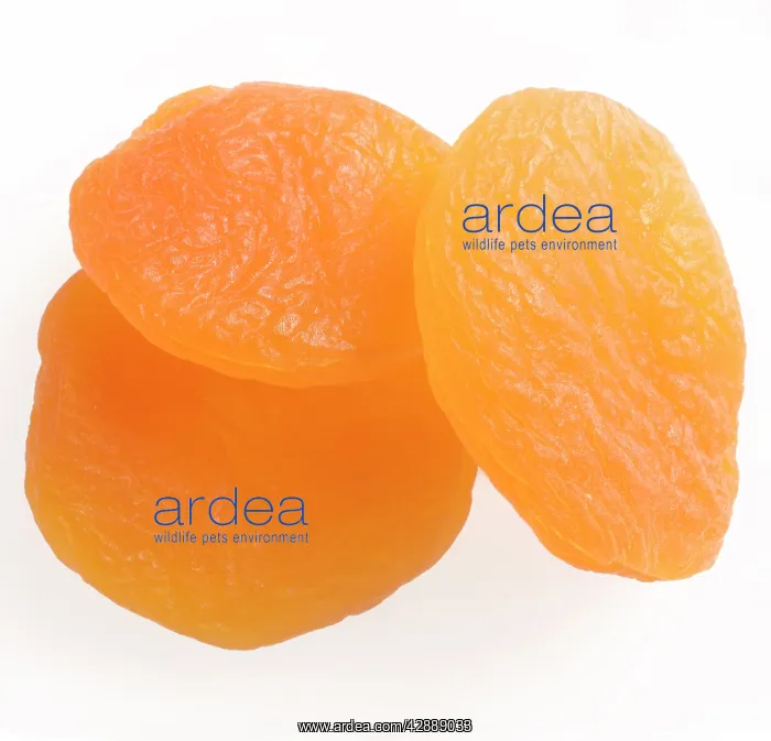  : Dried Apricots - studio shot