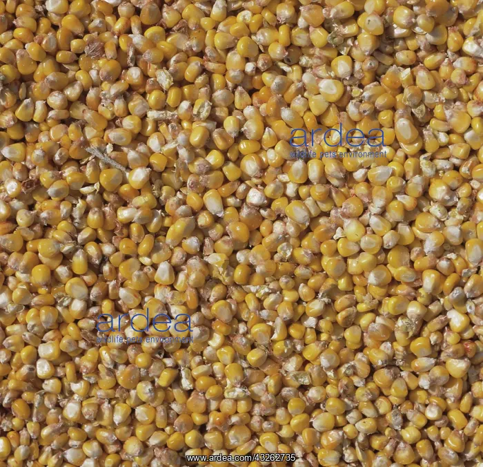 : Dried Corn : Dried Corn