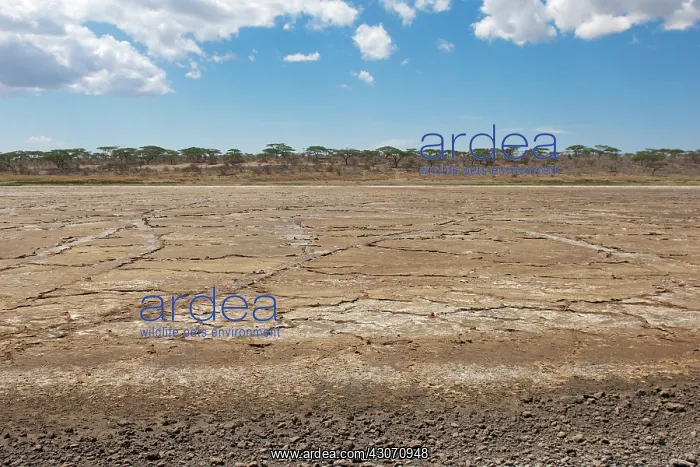 : Dried up cracked earth at Ndutu Lake : Dried up cracked earth at Ndutu Lake