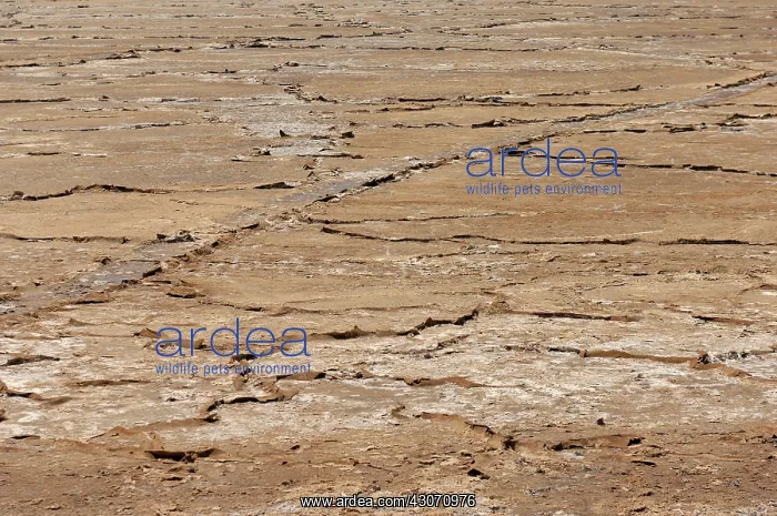 : Dried up cracked earth at Ndutu Lake : Dried up cracked earth at Ndutu Lake