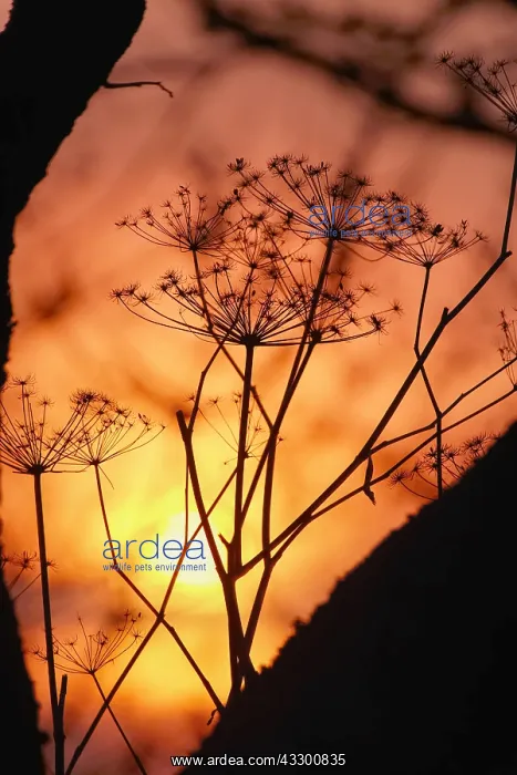 : Dried Fennel flowers in sunset - Norfolk UK : Dried Fennel flowers in sunset - Norfolk UK