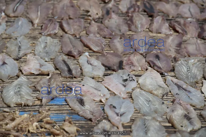 : Dried Fish - Flies on fish drying on mats, Fish : Dried Fish - Flies on fish drying on mats, Fish