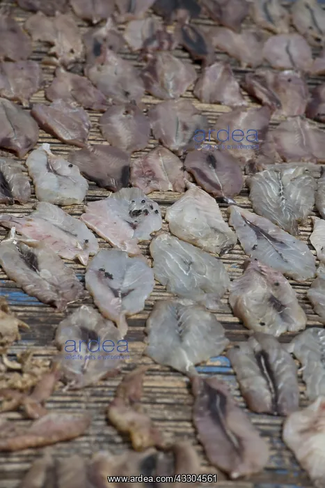 : Dried Fish - Flies on fish drying on mats, Fish : Dried Fish - Flies on fish drying on mats, Fish